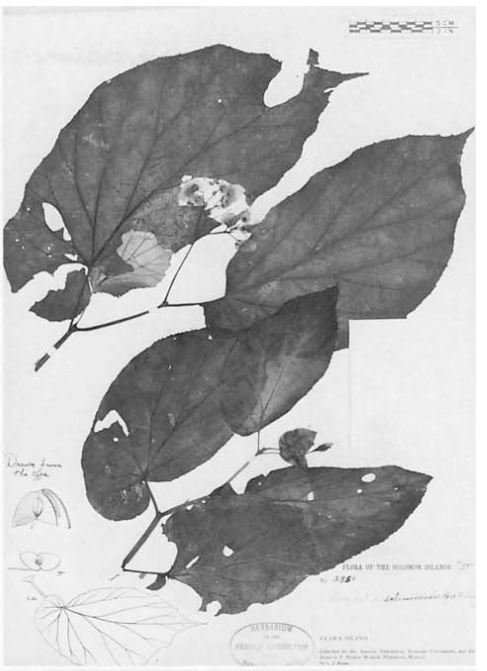 B. salomonensis